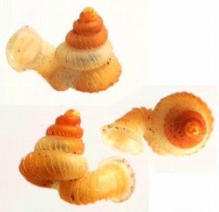セキドウエントツノタウチガイ （仮称） Opisthostoma transequatorialis small