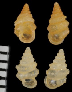 トゲトゲゴマガイ （仮称） Diplommatina spinosa small