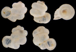 パウルッチエントツノタウチ (仮称) Opisthostoma paulucciae small