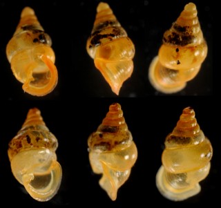 ラクリマンスゴマガイ (仮称) Diplommatina lacrimans small