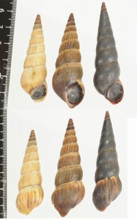 フィリピンチリメンカワニナ (仮称) Melanoides loebbeckei small