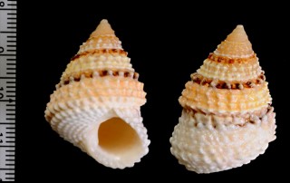 イガタマキビ Tectarius coronatus small