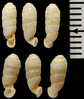 カザリコンボウダワラ (仮称) Diaphera porrecta small