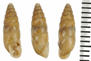 シロスジアラハダマイマイ (仮称) Spixia albostriata small