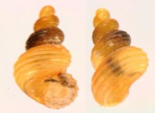 トウダカカザリゴマオカタニシ （仮称） Georissa sp. small