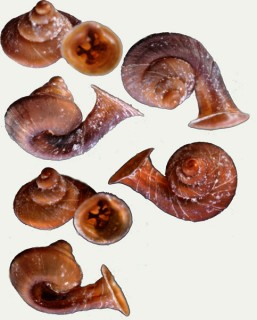 カリマンタンラッパガイ （仮称） Gyliotrachela sp. small