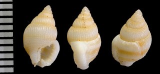 アルフリカスムシロ （仮称） Nassarius alfuricus small