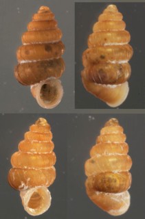 セネックスエントツノタウチ （仮称） Opisthostoma senex small