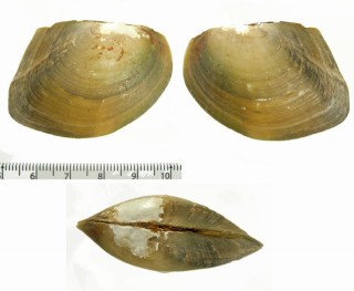 コガタカタハリヌマガイ （仮称） Anodontites obtusus small