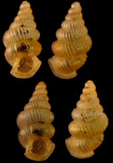 カリマンタンクチトガリゴマガイ （仮称） Diplommatina sp. small