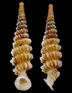 フィリオラクビナガパイプガイ Tetrentodon filiola small
