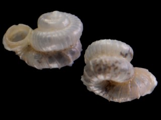 コロナエントツノタウチガイ (仮称) Opisthostoma coronatum small