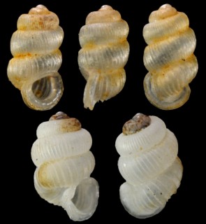 シワダンスエントツノタウチ (仮称) Opisthostoma dancei dispersum small