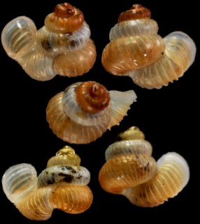 コガタエントツノタウチ (仮称) Opisthostoma pumilio small