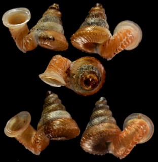クッキーエントツノタウチ (仮称) Opisthostoma cookei small