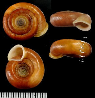 ハナシコガタイトカケマイマイ (仮称) Plectopylis sp. small