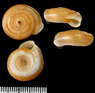 ハナシソメワケイトカケマイマイ (仮称) Plectopylis sp. small