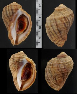 オオチヂミボラ Pteropurpura freycineti alabaster