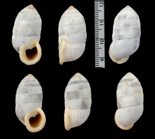 フトマルオオタワラ (仮称) Cerion paucicostatum small