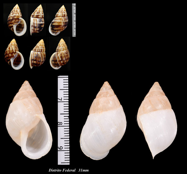 スーザロペスミカンマイマイ (仮称) Drymaeus souzalopesi small