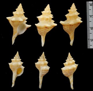 シマカレドニアイトマキボラ (仮称) Serratifusus lineatus