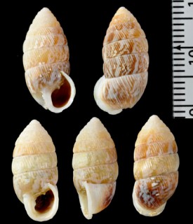 グリーロオオタワラ (仮称) Cerion grilloensis small