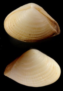 パナマクチベニガイ (仮称) Corbula biradiata small