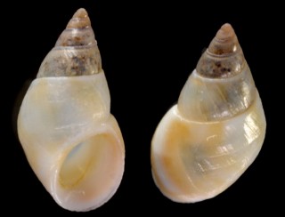 チチュウカイアツクチビルリソツボ (仮称) Rissoa monodonta small