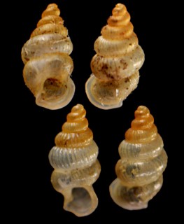 ウィルヘルミナゴマガイ (仮称) Diplommatina wilhelminae small