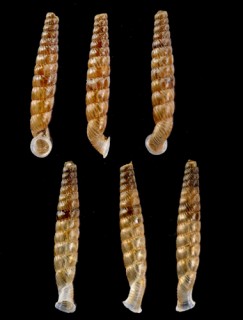 ボケロントーレパイプガイ (仮称) Torrecoptis bacillaris boqueronis small