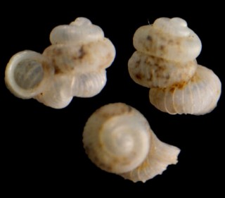 シャクミノタウチガイ (仮称) Opisthostoma pulvisculum small