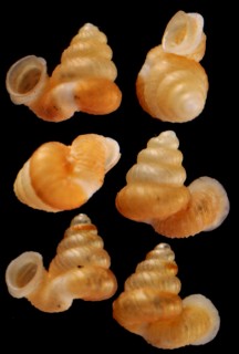 バリトエントツノタウチガイ (仮称) Opisthostoma baritense small