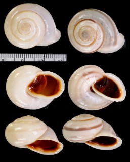 オケショウリボンマイマイ (仮称) Trachia vittata zonula small