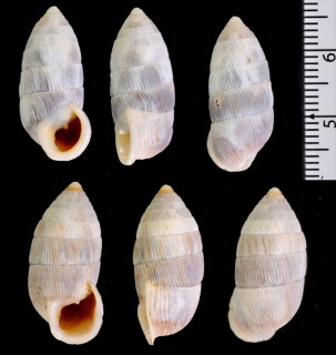 ドロシーオオタワラ Cerion dorotheae small