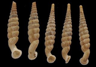 フィリプクビナガパイプガイ Tetrentodon philippiana small