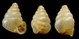 ベトガーミジンサナギ (仮称) Paraboysidia boettgeri small