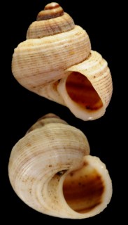 ロドリゲスヤマタマキビ (仮称) Tropidophora fimbriata rodriguesensis small