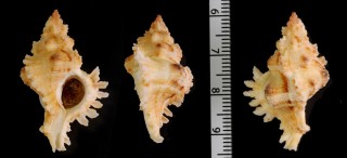 ハダカガンゼキボラ Chicoreus denudatus small