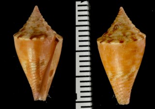 アサナギミナシ Conus articulatus small