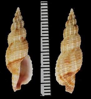 カワリボリフデシャジクの近似種 Daphnella saturata aff. small