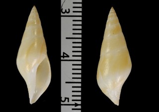 コウドウシャジクの一種 Leiosyrinx matsukumai small