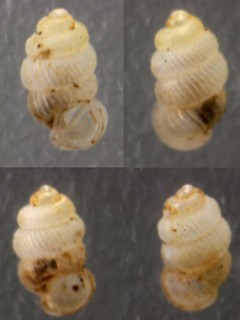 ドモーガンゴマガイ (仮称) Diplommatina demorgani small