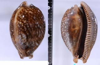 シカダカラ Macrocypraea cervus