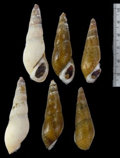 チスジタケノコカワニナ (仮称) Stenomelania blatta small