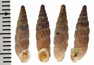 シウカスヘレナギセル (仮称) Alopia helenae ciucasiana small