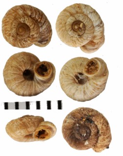 マズシマデイラコマイマイ (仮称) Heterostoma paupercula small