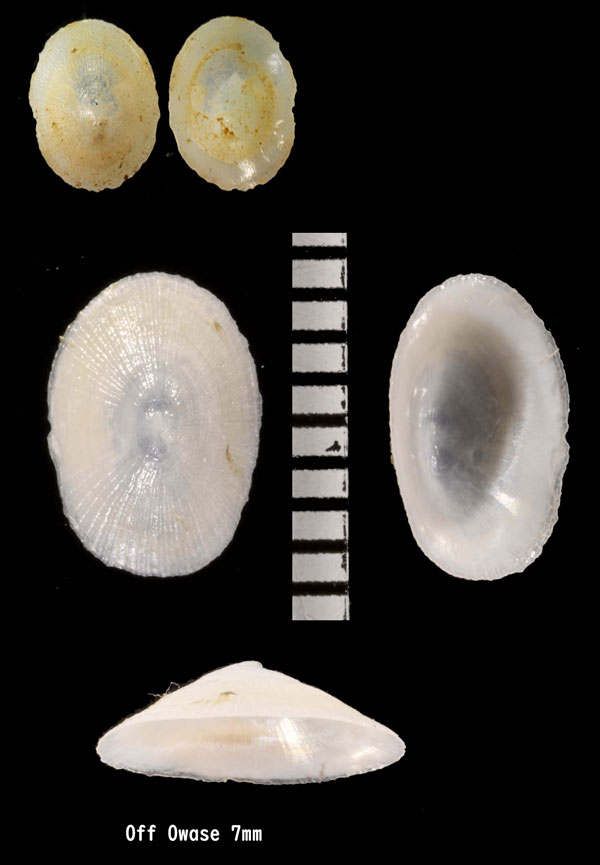 ミソノワタゾコシロガサ Coccopigya punctoradiata small