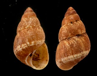タマキビカワザンショウ (仮称) Omphalotropis littorinula small