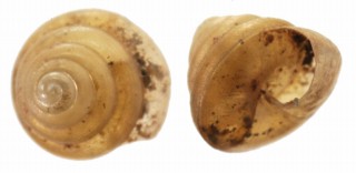 カドバリスマトラボニンキビ (仮称) Liardetia sp. small