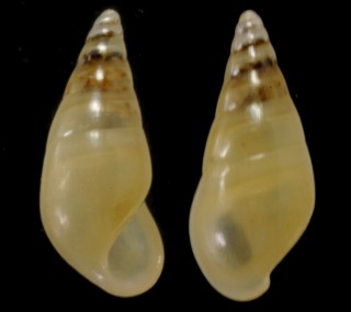 タイセイヨウクリムシチョウジ (仮称) Zebina browniana small